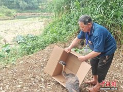 广西恩城保护区首现濒危物
